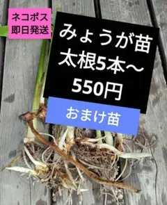 2026年最新】野菜苗の人気アイテム - メルカリ