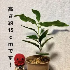 星也様 リクエスト 2点 まとめ商品