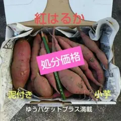 処分【紅はるか】 泥付き小芋 さつまいも 10月26日収穫