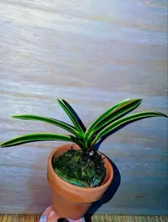 富貴蘭【黒魁】 1本 (園芸JAPAN掲載) 富貴蘭【黒魁】 1本 (園芸