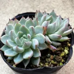 多肉植物　桜鬼　双頭　ミックスベリア札なしのサムネイル