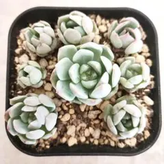 お得♡【リラシナxエレガンス②】葉挿しっ仔 画像の全部 抜き苗