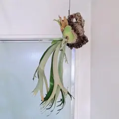 2026年最新】ウィリンキー バリの人気アイテム - メルカリ