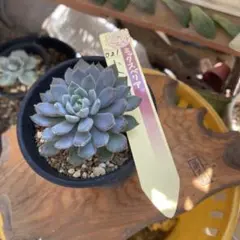 2025年最新】ミックスベリアの人気アイテム - メルカリ