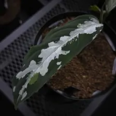 LA便ネームド アグラオネマ ピクタム Aglaonema \