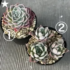 桜花様 リクエスト 4点 まとめ商品