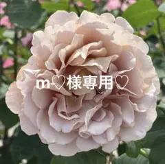 ｍ♡様 リクエスト 3点 まとめ商品