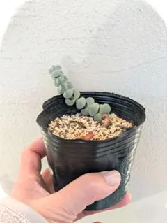 多肉植物★玉稚児♪オマケ付♪