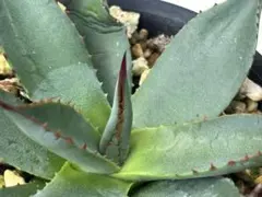 2025年最新】アリゾニカの人気アイテム - メルカリ