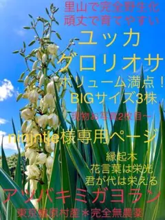 ♡ninjntje様専用ページ♡⚠️他のお方はご購入出来ません⚠️ ユッカBIG3株