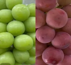 さはらさん専用②