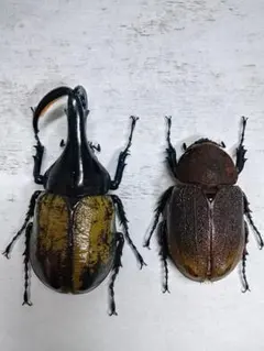 2026年最新】ヘラクレス 標本の人気アイテム - メルカリ