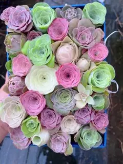 お買い得❣️多肉植物　グリーノビア　ミニ苗セット　20点