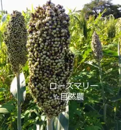 ホワイトソルゴー（白タカキビ）　種100粒以上　無肥料自然栽培　自然農　自家採種