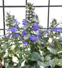 2025年最新】アジュガ シルバーの人気アイテム - メルカリ