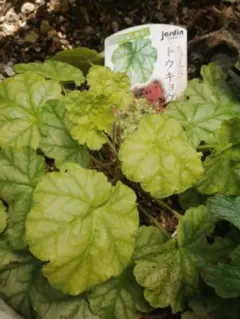 sss様 リクエスト 2点 まとめ商品