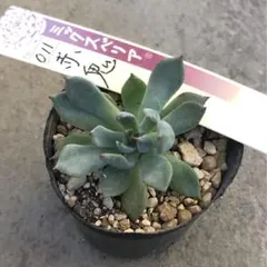 ❤️確認用❤️ミックスベリア❤️プリンセスティアラ❤️抜き苗♪札なし✨メルカリ便✨ 2025年最新】ミックスベリアの人気アイテム - メルカリ