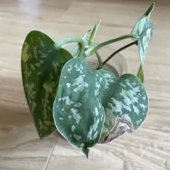 あやぴ様 リクエスト 3点 まとめ商品