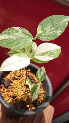 あーたん様 リクエスト 2点 まとめ商品