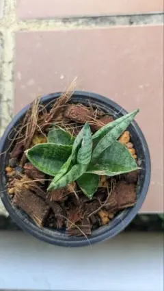 2026年最新】サンセベリアの人気アイテム - メルカリ