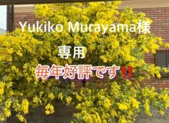 【yukiko様専用】2セット　ミモザアカシア　フレッシュ　ネコポスぎゅうぎゅう