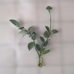 2025年最新】クローニアナシルバーの人気アイテム - メルカリ