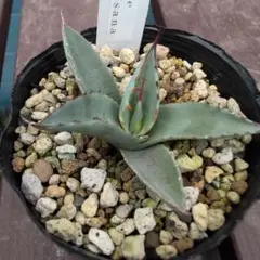19 アガベ パラサナ 実生【選抜 地植え 耐寒性】 - メルカリ