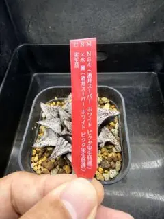 ハオルチア カクタスニシ交配種