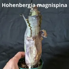 抜苗】Hohenbergia catingae ホヘンベルギア - メルカリ
