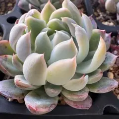 超どっしり‼︎超超激レア！！おらいさん♡ミックスベリア♡三日月！！抜き苗　多肉植物