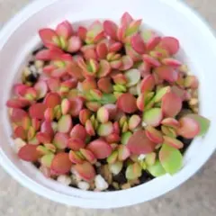 Kanan様 リクエスト 2点 まとめ商品