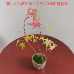 風情・趣き☆乱舞する美しい葉☆もみじ3株の苔盆栽☆信楽焼盆栽鉢付きのサムネイル