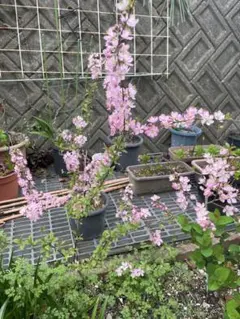 てぃあろん様 リクエスト 2点 まとめ商品