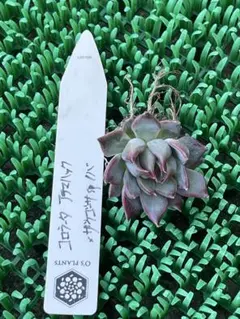 2025年最新】ザラゴーサSPノバ おらいさんの人気アイテム - メルカリ