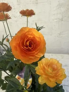 べーしーる様 リクエスト 2点 まとめ商品