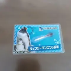 ジェンツーペンギンの羽毛のサムネイル