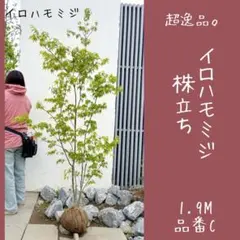 優良株。カクレミノ1.4M(鉢底から)品番B 優良株。カクレミノ1.4M(鉢底から)品番E - メルカリ
