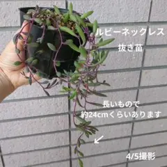 多肉植物 3種ネックレス バナナ/ルビー/ドルフィン カット苗詰め合わせ