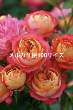バラ苗 挿し木苗 絞り 強香 強健 四季咲き - メルカリ