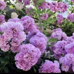 リリー様 リクエスト 2点 まとめ商品