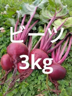 ビーツ(デトロイトダークレッド)　3kgのサムネイル