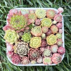 センペルビウム　寄せ植え セット　⑭のサムネイル
