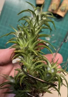 2026年最新】イオナンタ 斑入りの人気アイテム - メルカリ