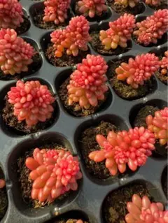 T*す様 新入荷　多肉植物　セダム　レッドベリー錦　小苗　2-3cm モス付き