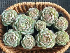 【2000フォロー感謝品】リトルレッドボート①★カット苗★エケベリア★多肉植物