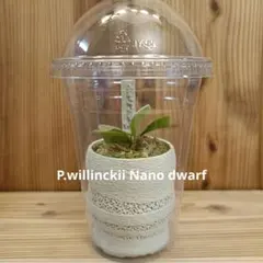 2026年最新】P.willinckii nanoの人気アイテム - メルカリ