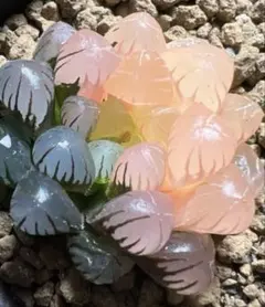 多肉植物　ハオルチア　OB-1オブツーサ錦　鮮明錦　陰陽錦