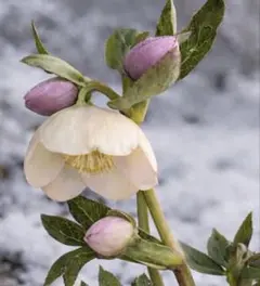 はれはれhana様 リクエスト 2点 まとめ商品