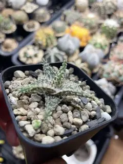 2025年最新】godzilla 鉢の人気アイテム - メルカリ