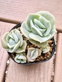 Sakura様専用 ラブリーローズ錦 多肉植物 エケベリア 韓国苗 抜き苗